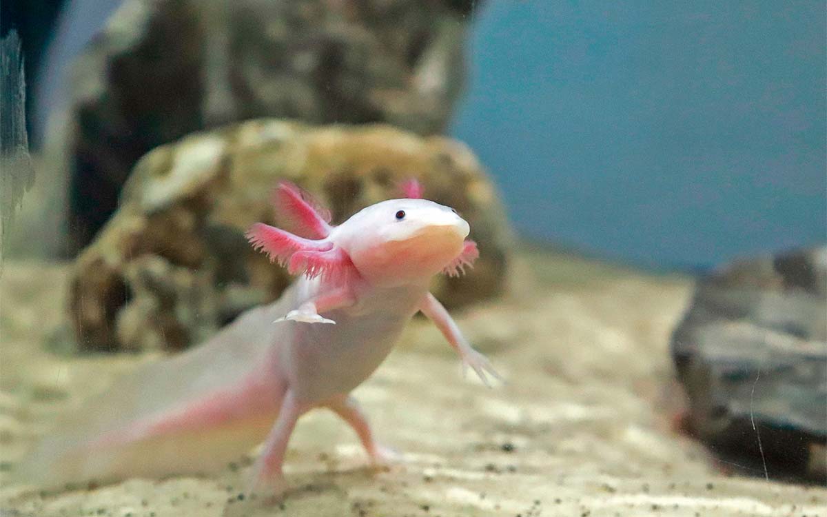 Xochimilco - Canals and Trajineras - Imagen 4